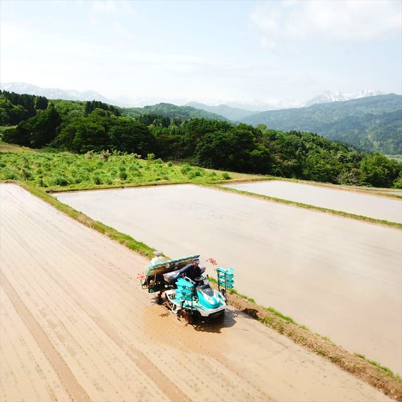 令和7年産 先行予約 新潟県上越市名立区産 コシヒカリ 棚田米 「灘立銀嶺米 光」  15kg 上越市 精米 米 コメ ブランド米