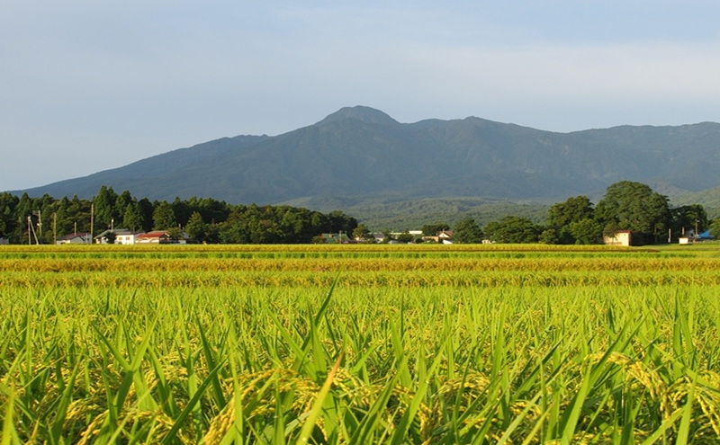 標高200mで育てた棚田米|令和7年・新潟県上越産・ゆうだい21精米5kg　白米  お米 こめ おすすめ ふるさと納税 新潟 新潟県産 にいがた 上越 上越産