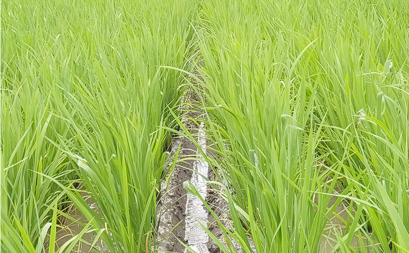 定期便 3ヶ月 米 新潟県上越市産 横山農園 コシヒカリ 令和7年産 5kg（5kg×1袋）毎月3回配送 こしひかり お米 精米 米 ご飯 送料無料