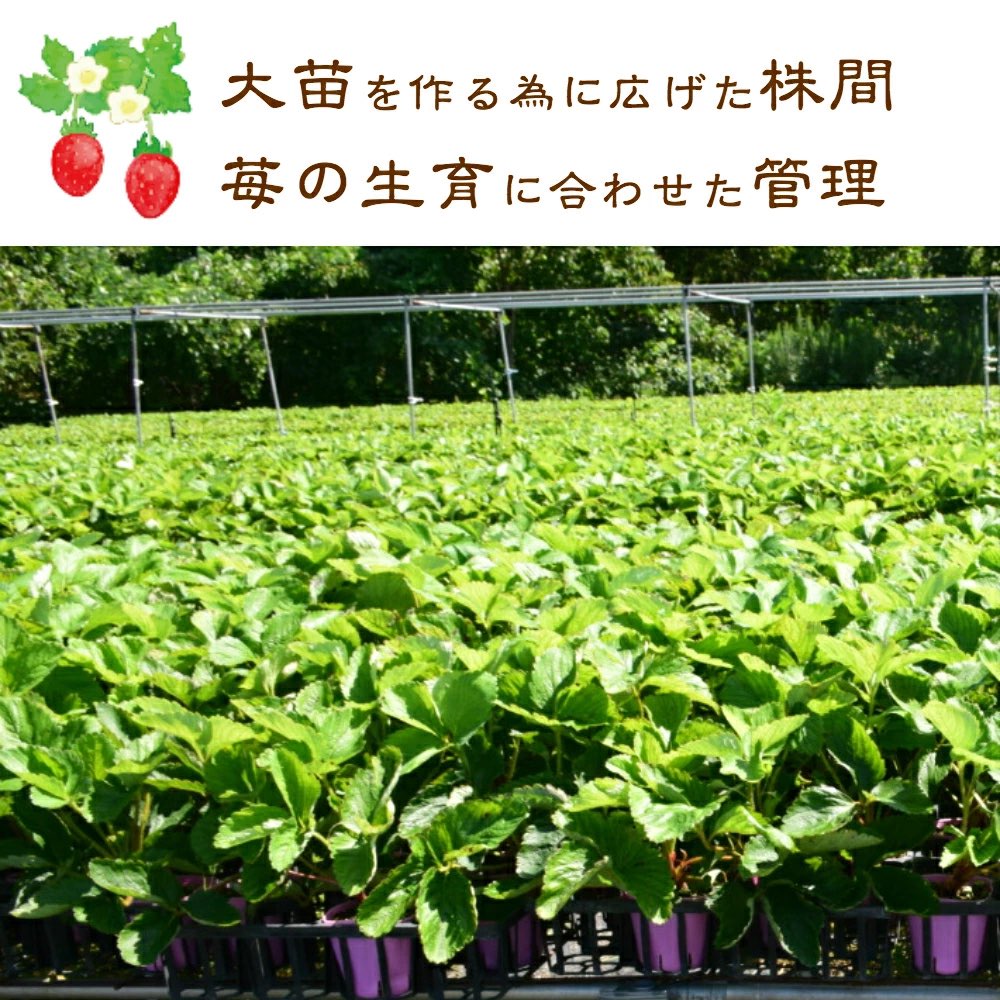 【在庫がなくなり次第 終了】越後姫 栽培キット 6株 いちご 苺 苗 新潟県 上越市