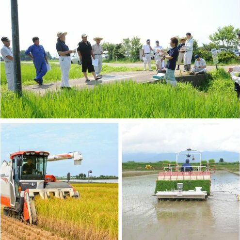 令和6年 新米 新潟県産コシヒカリ えちご上越米　定期便 【6ヶ月連続お届け】5kg×6回 30kg 新潟 米 新潟県 こしひかり 限定 おすすめ　定期便　お届け：寄附の入金の翌月より計6回、毎月中旬ごろに発送いたします。