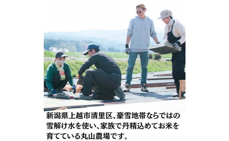 新米予約 令和7年 新潟県産コシヒカリ 5kg 5キロ 上越市清里区 丸山農場 白米 精米 送料無料 従来品種 希少 限定 先行予約