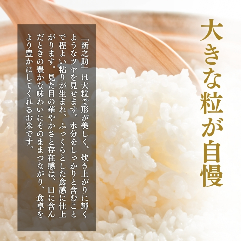 上越市産 新潟 新之助 5kg 12か月定期便 しんのすけ お米 精米 米 ご飯 定期