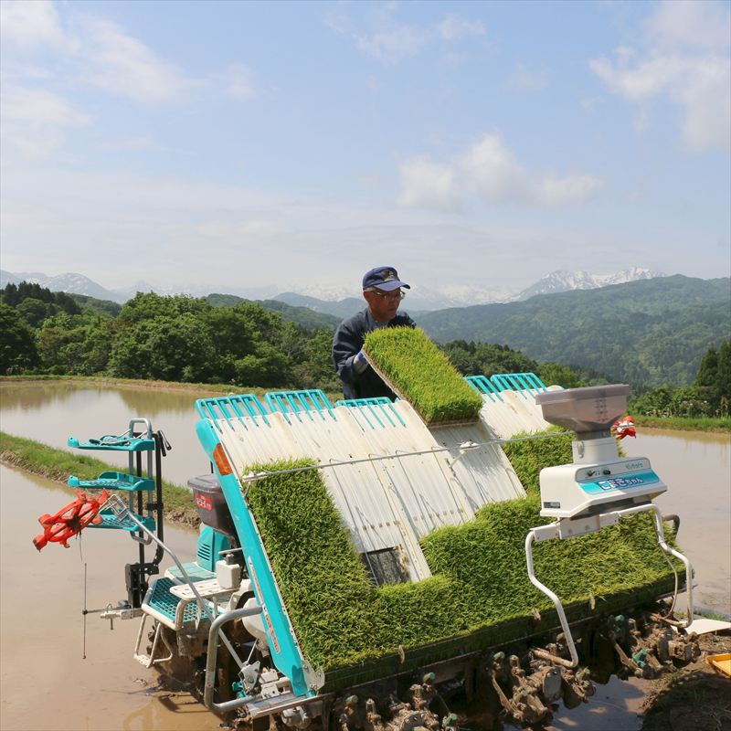 令和7年産 先行予約 食味鑑定士厳選令和7年産 先行予約 新潟県上越市名立区産 コシヒカリ 棚田米 「灘立銀嶺米 光」 無洗米 20kg 3か月定期便 上越市 精米 米 コメ ブランド米