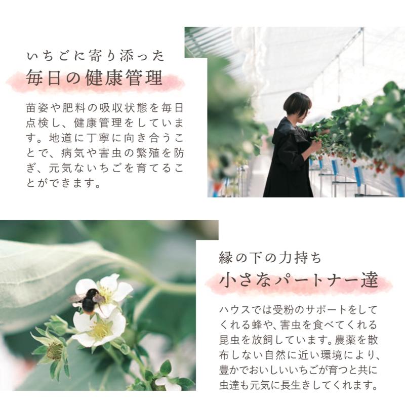 【先行予約 | 2026年4月中旬より出荷開始】いちご 中粒 カラダよろこぶ やみつき 越後姫 約200g×2パック (18～30粒入り) イチゴ 苺 上越市 新潟