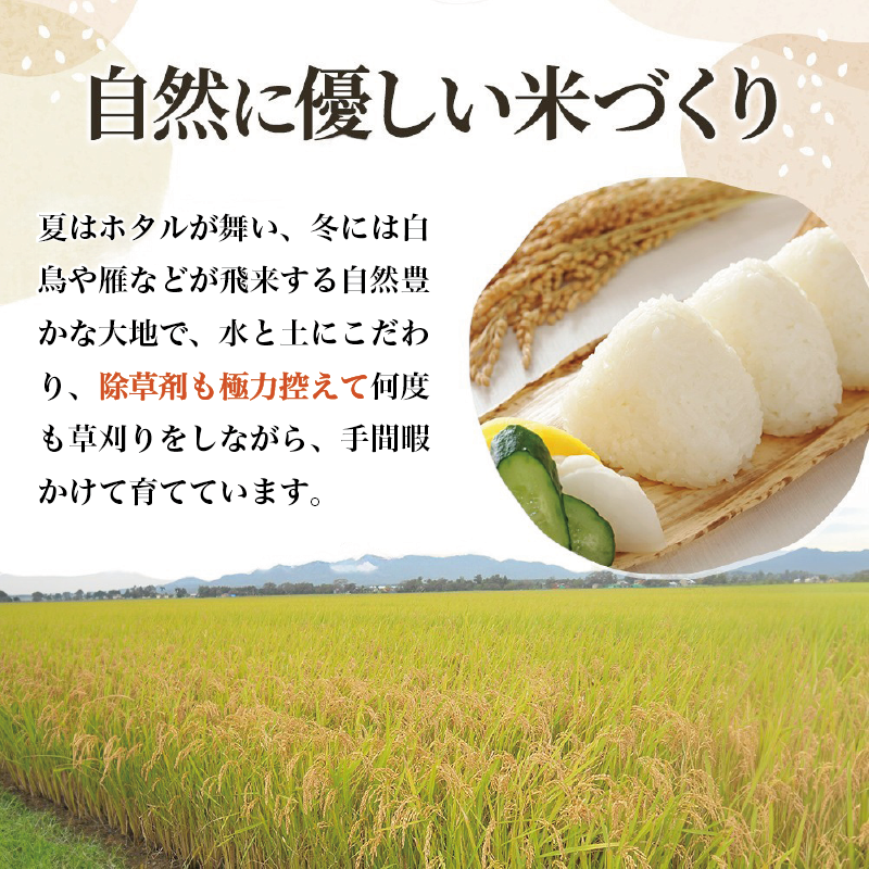 令和7年産 新潟 コシヒカリ 定期便 【3ヶ月連続お届け】 5kg×3回 15kg 15キロ 3か月 上越市 米 新潟県 こしひかり おすすめ 限定