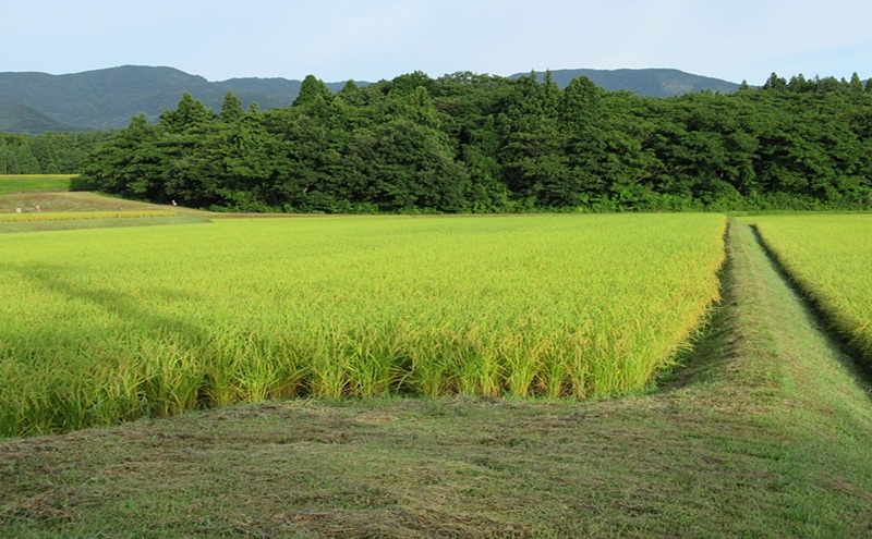 標高200mで育てた棚田米|令和7年・新潟県上越産・にじのきらめき精米10kg(5kg×2袋)　白米 お米 こめ おすすめ ふるさと納税 新潟 新潟県産 にいがた 上越 上越産