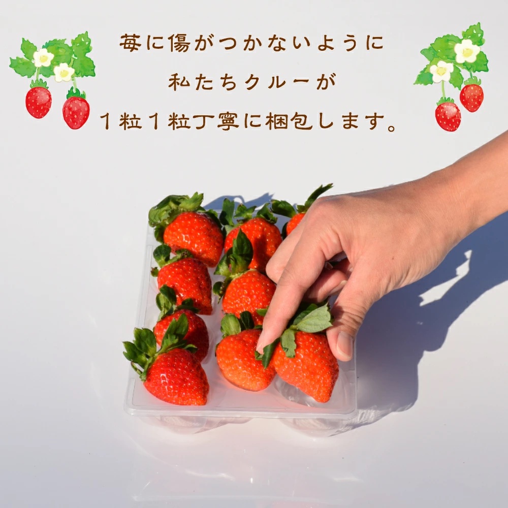 いちご 新潟 雪国完熟越後姫桃薫ダブル（約760g）ギフト箱入り食べ比べセット イチゴ 苺 贈り物 上越