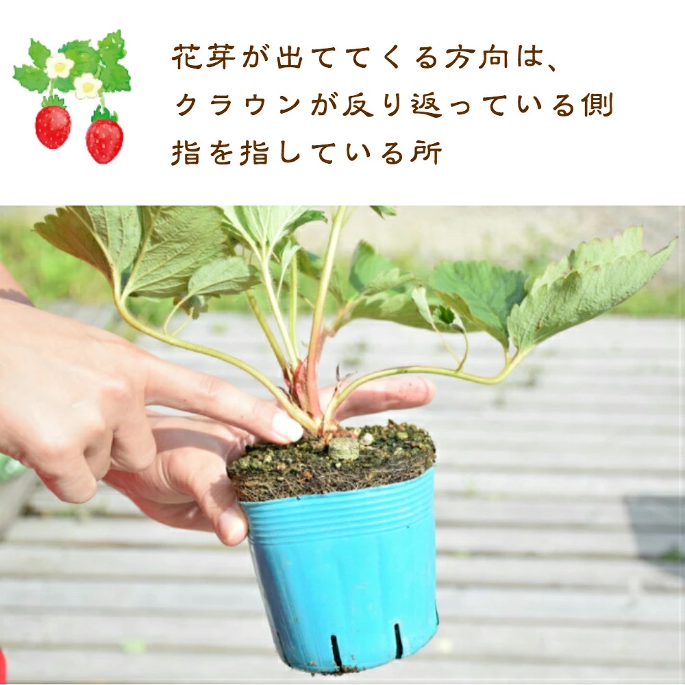 【在庫がなくなり次第 終了】越後姫 栽培キット 6株 いちご 苺 苗 新潟県 上越市