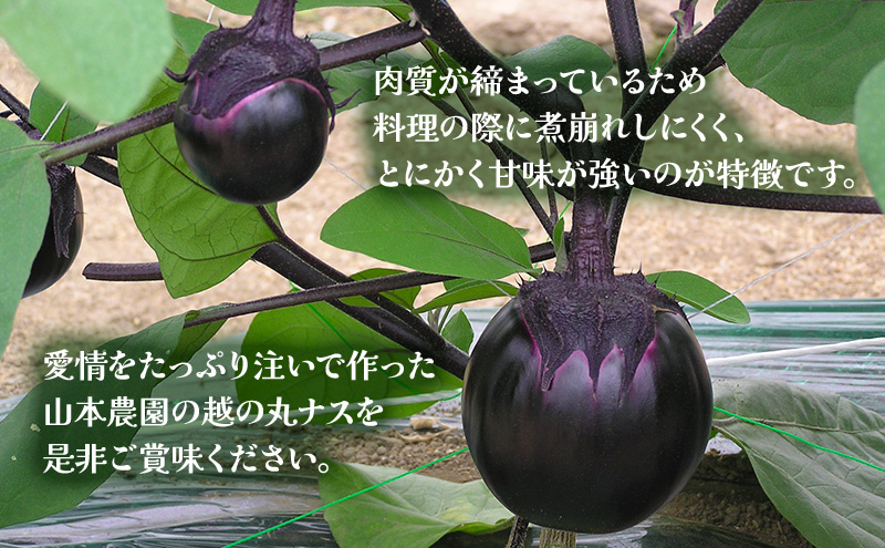 新潟県上越市産　茄子の大トロ　越の丸茄子2kg詰め（9個～11個入）ナス　丸茄子　野菜　新潟　上越