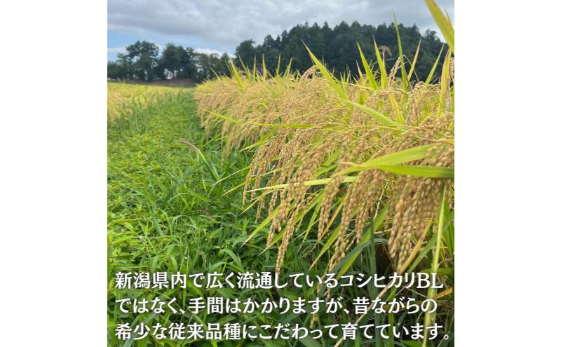 新米予約 令和7年 新潟県産コシヒカリ 5kg 5キロ 上越市清里区 丸山農場 白米 精米 送料無料 従来品種 希少 限定 先行予約