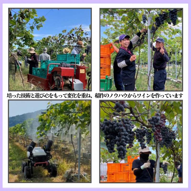 ワイン/清里夢遊（赤・ロゼ）2本セット/各750ml/原料マスカットベーリーＡ100％/新潟県上越市産