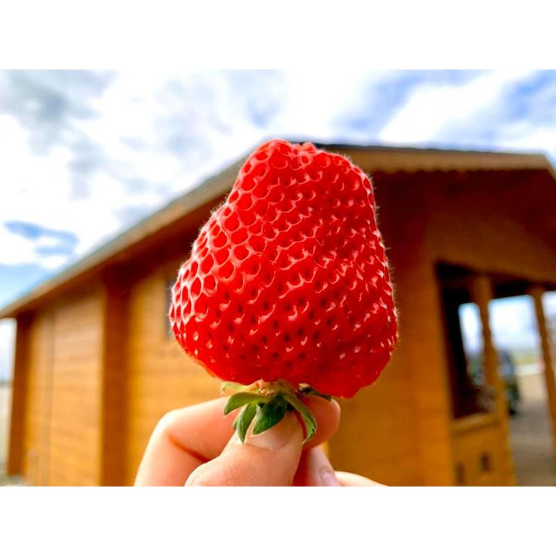 【先行予約 | 2026年4月中旬より出荷開始】いちご 中粒 カラダよろこぶ やみつき 越後姫 約200g×2パック (18～30粒入り) イチゴ 苺 上越市 新潟