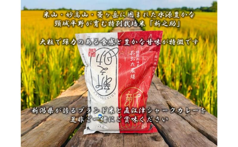 直江津小学校の児童が考えたシャークカレー（180g×8個） 新潟県上越市産米の新之助（2kg） セット レトルト カレー 米 上越市