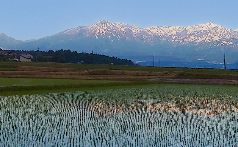 定期便 3ヶ月 米 新潟県上越市産 横山農園 コシヒカリ 令和7年産 5kg（5kg×1袋）毎月3回配送 こしひかり お米 精米 米 ご飯 送料無料