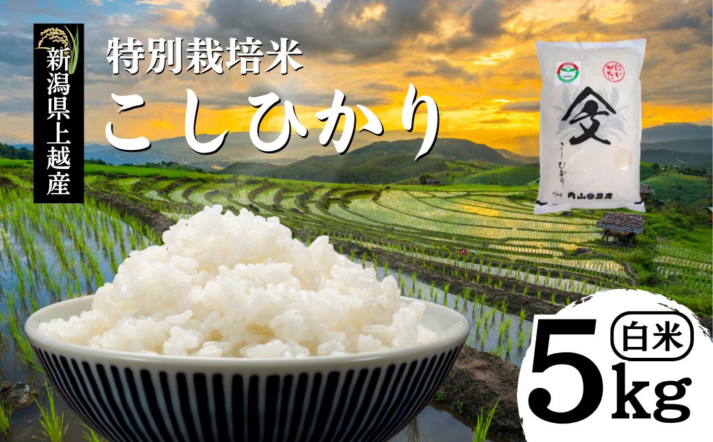 米 令和6年産 新潟県上越産「 特別栽培米 コシヒカリ 」 白米 5kg こしひかり お米 こめ おすすめ ふるさと納税 新潟 新潟県産 にいがた 上越 上越産