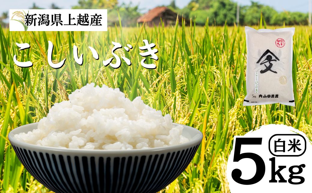 米 令和6年産 新潟県 上越産「こしいぶき」 白米 5kg お米 こめ ふるさと納税 新潟 新潟県産 にいがた 上越