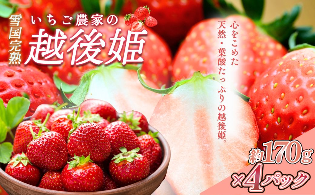 いちご 雪国完熟越後姫 約170g×4P 苺 イチゴ フルーツ 完熟 越後 新潟