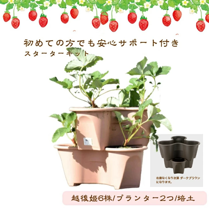 【在庫がなくなり次第 終了】越後姫 栽培キット 6株 いちご 苺 苗 新潟県 上越市