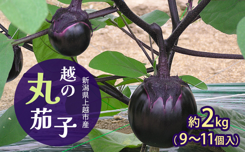 新潟県上越市産　茄子の大トロ　越の丸茄子2kg詰め（9個～11個入）ナス　丸茄子　野菜　新潟　上越
