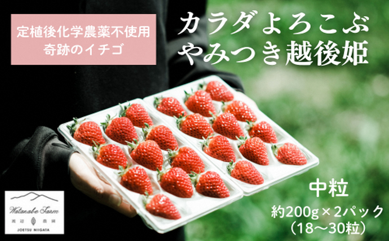 【先行予約 | 2026年4月中旬より出荷開始】いちご 中粒 カラダよろこぶ やみつき 越後姫 約200g×2パック (18～30粒入り) イチゴ 苺 上越市 新潟