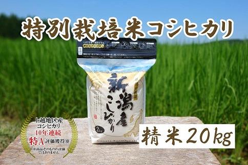 令和5年産｜新潟上越三和産｜特別栽培米コシヒカリ（従来種