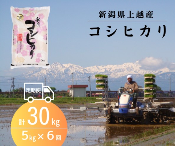 定期便 6回 [定期便全6回]新潟県上越産 コシヒカリ5kg×6回 計30kg|こしひかり コシヒカリ 米 お米 こめ おすすめ 人気 ふるさと納税 新潟 新潟県産 にいがた 上越 上越産 定期便