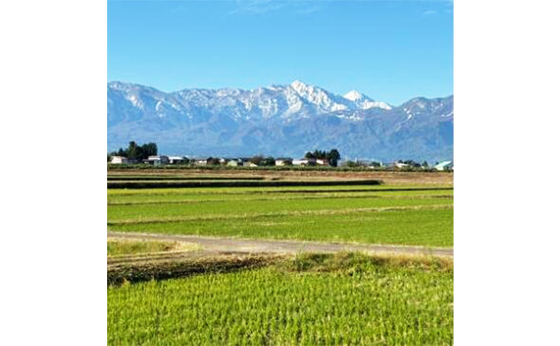 【定期便 | 5kg×6回 |計30kg】 令和7年 新潟県上越市産 従来コシヒカリ 精米済5kg×6回 5キロ こしひかり お米 米 精米 送料無料