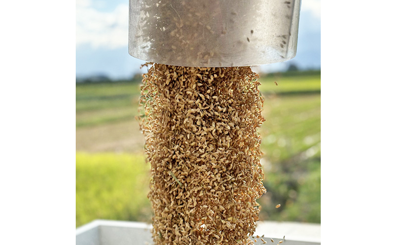 【定期便 | 5kg×6回 |計30kg】 令和7年 新潟県上越市産 従来コシヒカリ 精米済5kg×6回 5キロ こしひかり お米 米 精米 送料無料