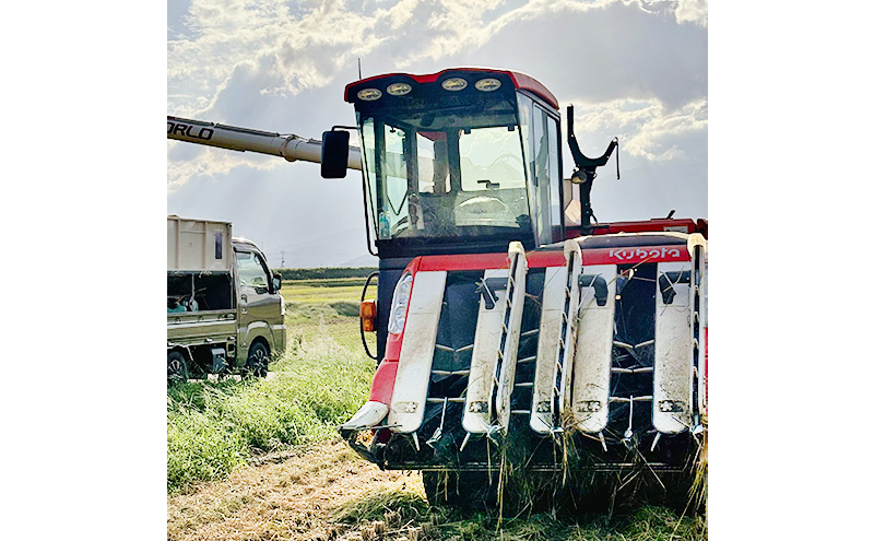 【定期便 | 5kg×6回 |計30kg】 令和7年 新潟県上越市産 従来コシヒカリ 精米済5kg×6回 5キロ こしひかり お米 米 精米 送料無料