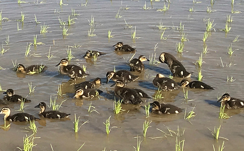 令和7年 新潟県産コシヒカリ 特別栽培米 5kg 5キロ 上越市 三和区神田 富永農産 有機肥料、自家製たい肥を使用し米つくり 送料無料