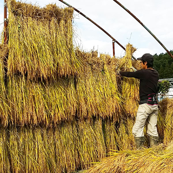 令和7年 新潟県産新之助 特別栽培米 5kg 5キロ 上越市 三和区神田 富永農産 有機肥料、自家製たい肥を使用し米つくり 送料無料