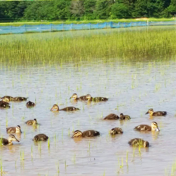 令和7年 新潟県産新之助 特別栽培米 5kg 5キロ 上越市 三和区神田 富永農産 有機肥料、自家製たい肥を使用し米つくり 送料無料