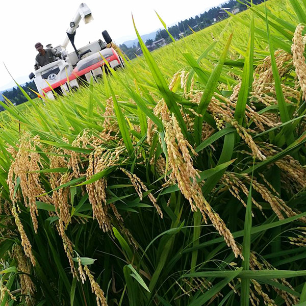 令和7年 新潟県産新之助 特別栽培米 5kg 5キロ 上越市 三和区神田 富永農産 有機肥料、自家製たい肥を使用し米つくり 送料無料