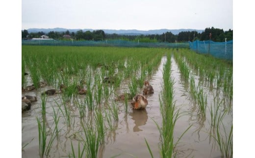 令和7年 新潟県産コシヒカリ アイガモ農法 玄米 10kg 10キロ（5kg×2） JAS有機栽培米 上越市 三和区神田 富永農産 送料無料 安全・安心こしひかり