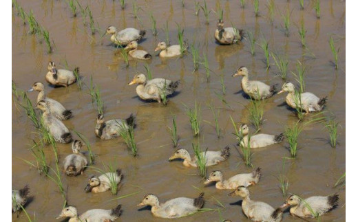 令和7年 新潟県産コシヒカリ アイガモ農法 玄米 10kg 10キロ（5kg×2） JAS有機栽培米 上越市 三和区神田 富永農産 送料無料 安全・安心こしひかり