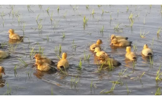 令和7年 新潟県産コシヒカリ アイガモ農法 玄米 10kg 10キロ（5kg×2） JAS有機栽培米 上越市 三和区神田 富永農産 送料無料 安全・安心こしひかり