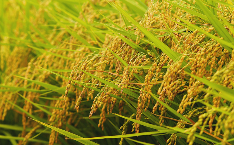 令和7年産 食味鑑定士厳選 新潟県上越柿崎区厳選 こしひかり 無洗米 10kg 上越市 精米 米 コメ コシヒカリ ブランド米