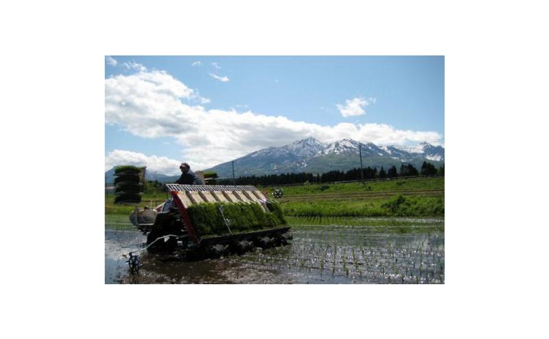 【令和7年産 | 無洗米 コシヒカリ】10月中旬より順次発送　無洗米　新潟県産コシヒカリ 5kg 上越市 米 こめ コメ お取り寄せ