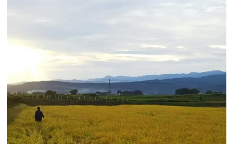 【もち米】【真空チャックパック】新潟産こがねもち（もち米）2Kg×2袋 新潟 上越