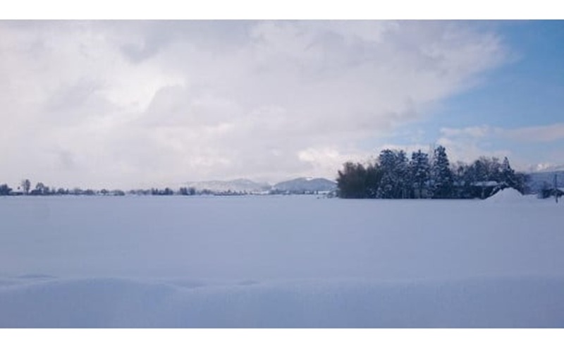 【もち米】【真空チャックパック】新潟産こがねもち（もち米）2Kg×2袋 新潟 上越