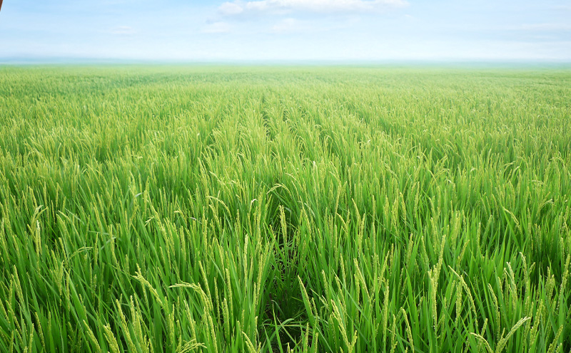 【10月上旬より順次出荷】令和7年産 新潟県 上越市産 コシヒカリ 10kg 精米