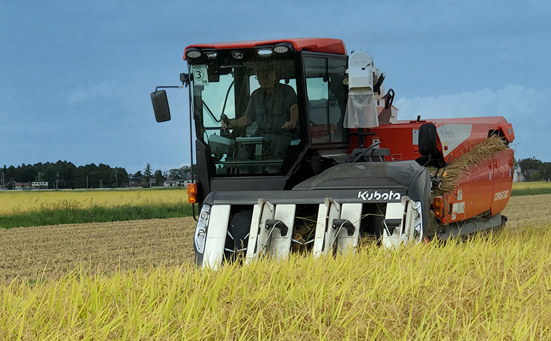 【10月上旬より順次出荷】令和7年産 新潟県 上越市産 コシヒカリ 10kg 精米