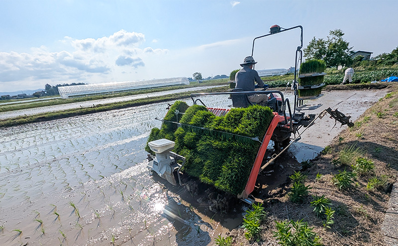 令和7年産 新潟県 上越市産 新之助5kg 白米 ※ご注文月の中旬配送