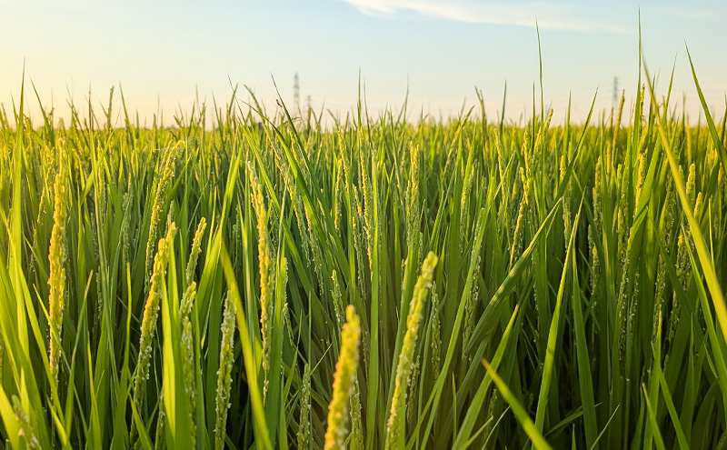令和7年産 新潟県 上越市産 新之助5kg 白米 ※ご注文月の中旬配送