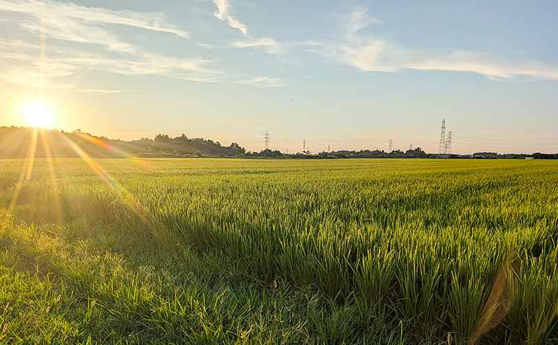 【（定期便|毎月配送｜計3回））1月下旬より順次出荷】令和7年産 新潟県 上越市産 新之助 5kg 白米×3回　定期便
