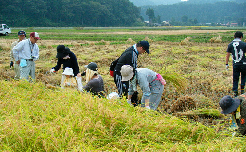 令和7年産 新潟県産 みずほの輝き 5kg 5キロ 定期便 3回 新米 上越市 上越産 精米 米 コメ お米 ブランド米