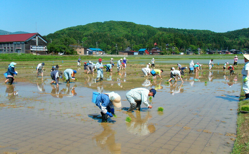 令和7年産 新潟県産 みずほの輝き 5kg 5キロ 定期便 3回 新米 上越市 上越産 精米 米 コメ お米 ブランド米