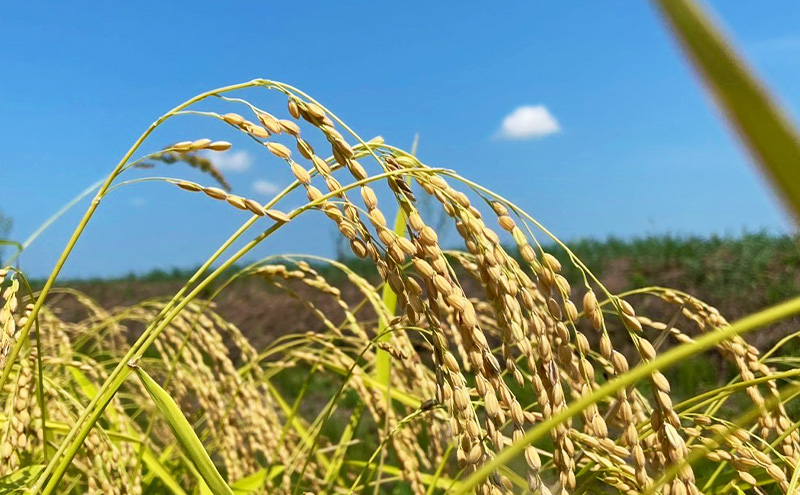 令和7年 新潟県産 棚田米 コシヒカリ 5kg 5キロ 米 上越市 清里区 厳選 こしひかり 白米 精米