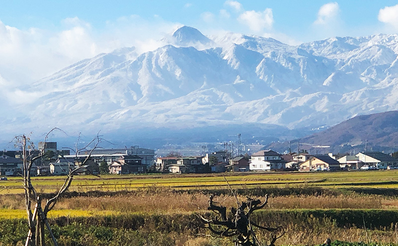 令和7年 新潟県産 ゆうだい21 10kg 10キロ 窒素封入 宇都宮大学 開発 上越市 坪井農場 白米 精米 送料無料